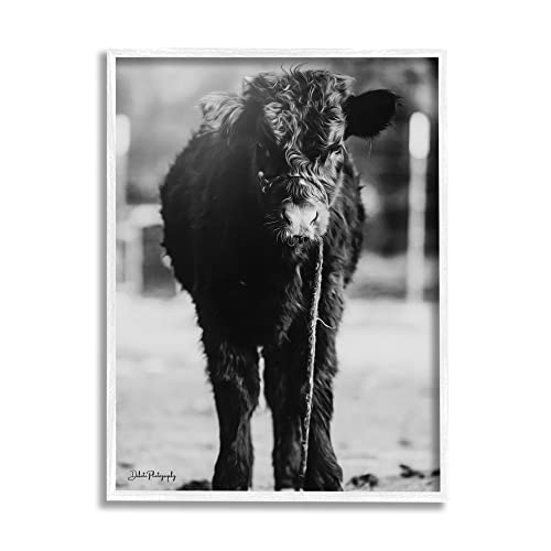 Stupell Industries Baby Cattle Calf Grazing Rural Farm Photography, Design by D…