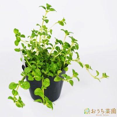 Amazon Co Jp ペニーロイヤルミント 苗 ハーブ ９ｃｍ ポット ホビー