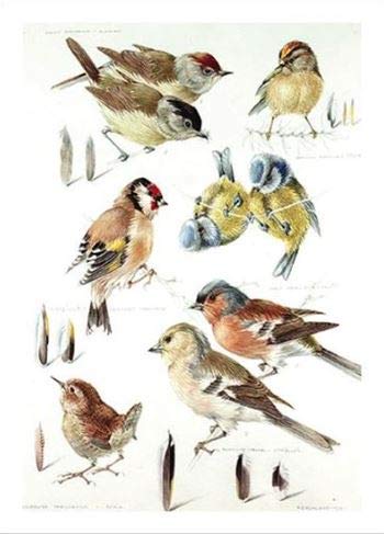 Medici Cards Artistic Birthday Card (MED-BLGG1118) - Garden Birds - Watercolour Painting by Mildred E. Eldridge - Greeting Card For Him/For Her