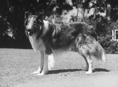fictional collie