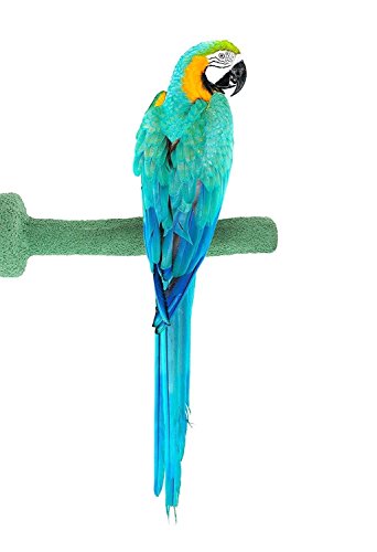Sweet Feet and Beak Thermal-Lite Natural Patented Perch, X-Large – Green- Perfect for Keeping your Bird's Feet and Beaks Healthy