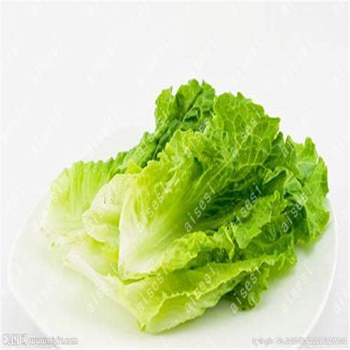 AGROBITS 200pcs bonsai/bolsa no OGM semillas de lechuga saludable ...