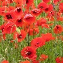 Justseed Wild Flower Red Common Field Flanders Poppy Papaver Rhoeas 000 Seed Amazon Co Uk Garden Outdoors