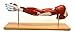 Premium Muscular Arm Model, Medical Quality, Life Sized (24