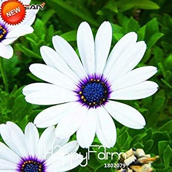 Blanc Osteospermum Plantes A Fleurs En Pot Bleu Fleur De Marguerite Flores Pour Jardin 50 Plantas Sac Ed604p Amazon Fr Jardin