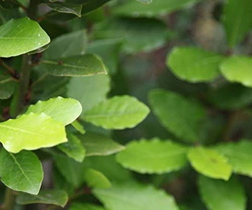 Organic Sicilian Bay Leaves | USDA Organic Certified | Italian Dried Oregano in Branches | Organic Died Oregano Leaves | High Mountain Organic Certified Oregano | Sicilian Bay Leaf - Thumbnail 2