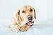 Petstages Chick-A-Bone Dog Chew Toy, Small