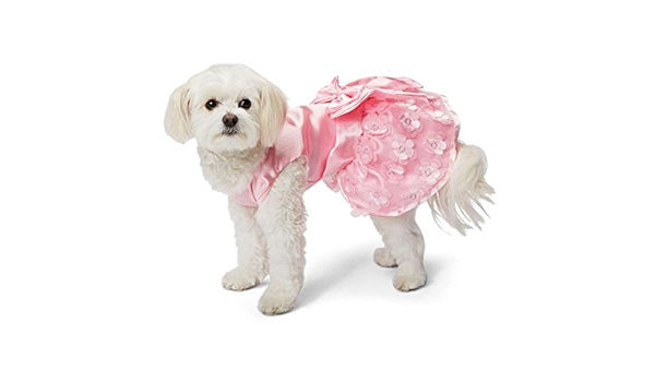 gucci dog clothes amazon