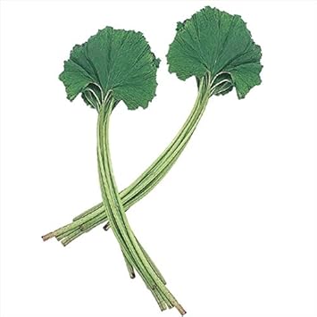 Amazon 国華園 山菜苗 愛知早生フキ 400g 21年春商品 Diy 工具 ガーデン