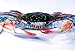 Charlotte International 6 inch Maryland Blue Crab Beach Tiki Bar Wall Decor