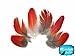 6 Pieces - RED African Grey Parrot Body Plumage Feathers - rare-