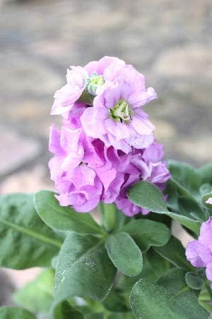 Amazon 花苗 1年草 八重咲きストック ベイビーシリーズ ブルー 3号ロングポット苗 鉢