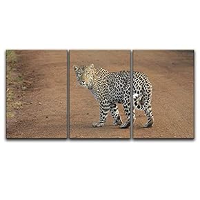 3 Panel Canvas Wall Art - A Leopard Walking in The Wild - Giclee Print Gallery Wrap Modern Home Art Ready to Hang - 16"x24" x 3 Panels