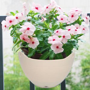 Antier Plastic Plant Pot Chain Basket, Multicolour