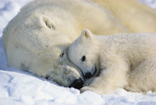 ホッキョクグマの親子 ノアバート ロージング 本田 純 二村 香央里 本 通販 Amazon