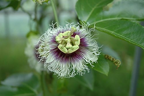 Amazon パッションフルーツ苗2本セット クダモノトケイソウ 果物時計草 Passiflora Edulis 3号ポット苗 花