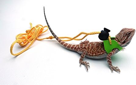 Ogle Lizard Leash, Limited Edition Fluorescent Lime Green (small)