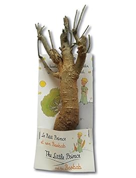 Jeune Baobab De 4 Ans Petit Prince Graines Amazonfr - 