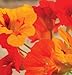 David's Garden Seeds Flower Nasturtium Kaleidoscope Mix D1882 (Multi) 50 Organic Seeds