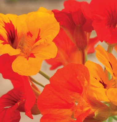 David's Garden Seeds Flower Nasturtium Kaleidoscope Mix D1882 (Multi) 50 Organic Seeds David's Garden Seeds Flower Nasturtium Kaleidoscope Mix D1882 (Multi) 50 Organic Seeds