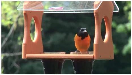 Amazon Com Jcs Wildlife Nature Products Usa Orange Oriole Poly