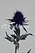 Artificial Purple Scottish Sea Holly Thistles, Purple Thistles