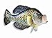Hand Painted Crappie Fish Replica Wall Mount Decor Room Ornament Plaque 15