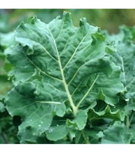 thumbnail image 2 of Organic Lacinato Kale Seeds – Heirloom Dinosaur Kale – Non-GMO By Papadennis 2 of 2
