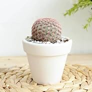 Succulent Subscription Boxes - 1 Succulent/Month