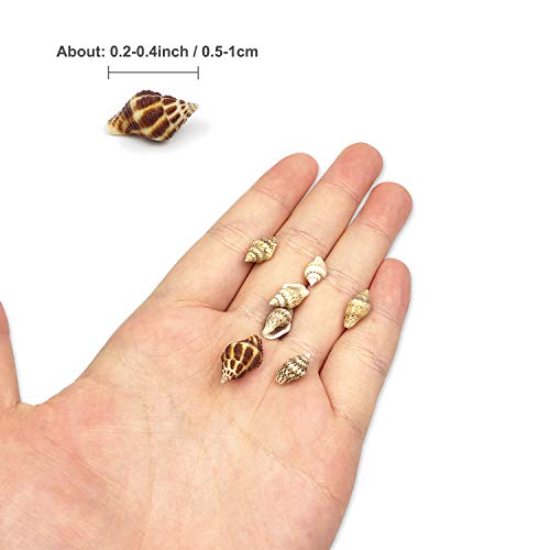 2 700+800+Crafts+Seashells+Decoration+Wedding