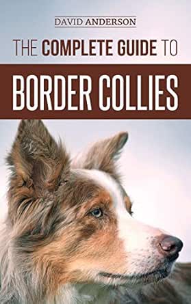 juegos mentales para border collie