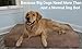 Barker Beds Large Orthopedic Dog Bed for Large Dogs - Premium 7