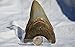 REAL Large Megalodon Shark Teeth from North Carolina 3.6
