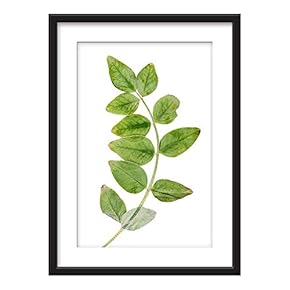 Framed Wall Art - Green Plant Leaves - Giclee Printed Art in Black Picture Frames White Matting - 23x31 inches