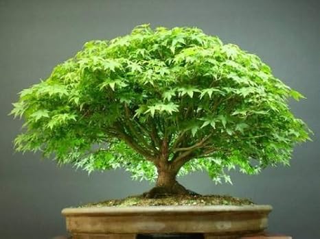 Pinkdose SchÃ¶ne Importierte Japanischer Ahorn Bonsai-Baum-Samen