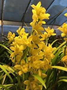 Cymbidium Golden Elf , Orchid Plant