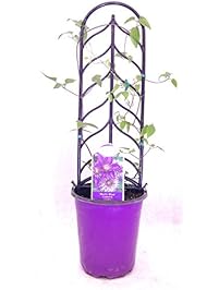 Flower Plants & Seeds | Amazon.com