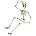 Colonel Pickles Novelties Poseable Skeleton Figure 19 Inch for Model Or Halloween Decoration - Multiple Custom Pose Positions