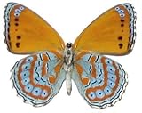 Framed Harlequin Butterfly Riker Mount (4