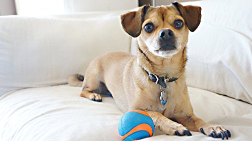 CHUCKIT! ULTRA SQUEAKER BALL