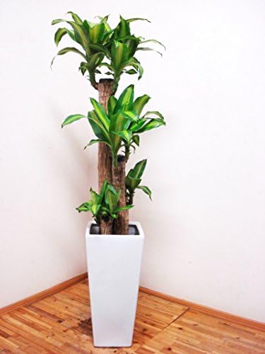 花言葉は幸福 人気のロングスクエア陶器鉢仕立てのドラセナ マッサンゲアナ 幸福の