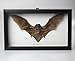 Museum Quality Real Taxidermy Bat in Glass ~ Professionally Set in Glass Shadowbox with Black Frame 10
