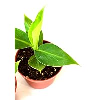 9GreenBox - Truly Tiny - Tiny Musa Banana Tree - 4" Pot - Great Fruit
