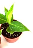9GreenBox - Truly Tiny - Tiny Musa Banana Tree - 4" Pot - Great Fruit