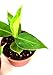 9GreenBox - Truly Tiny - Tiny Musa Banana Tree - 4