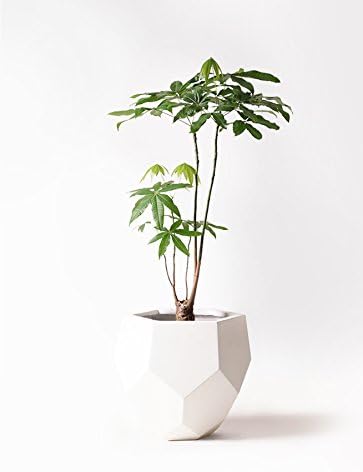 Amazon Hitohana ひとはな パキラ8号股仕立て ポリゴヘクサ白 観葉植物 オンライン通販