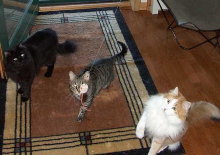 Go Cat Refill - Cat Catcher Mouse Toy Accessory