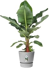 elho Greenville Round 30 Large Flower Pot with Integrated Water Reservoir view 8