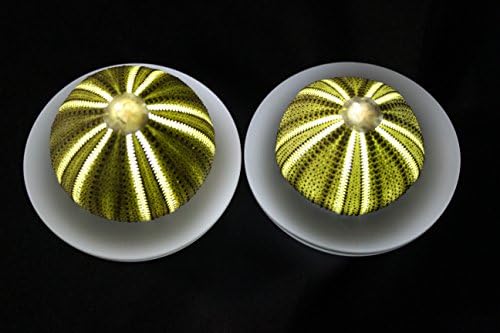 SeaThingz Flameless Candles - Sea Urchin for Indoor & Outdoor Decorative Novelty Lighting - LED Battery Operated Tealight for Elegant Home Decor - Unique Nonstandard Shaped Candle Green Pack of 2