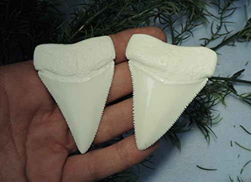 Lot Of 2 Great White Sharks Teeth Replica